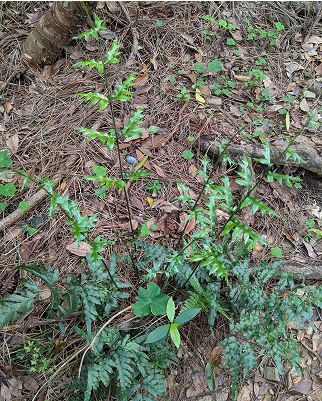 半邊羽裂鳳尾蕨 Pteris semipinnata